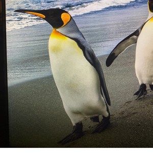 Meet your Posher, Wendy